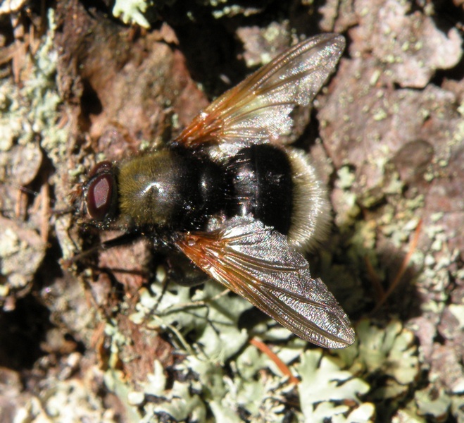 Muscidae: cf. Mesembrina mystacea